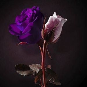 Meet your Posher, Pamela